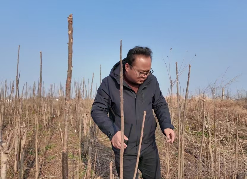 张从锐:田埂上的履职答卷